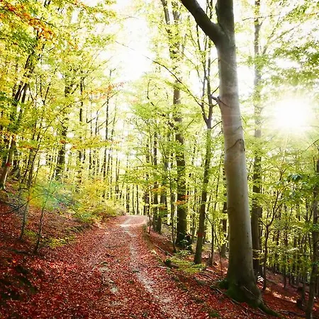 Hamry Vranov nad Dyji